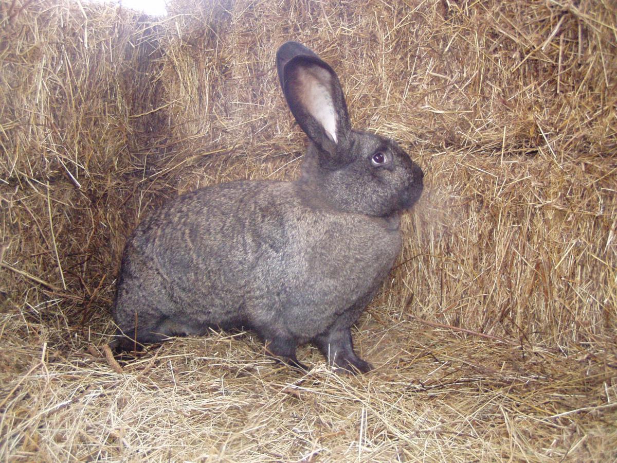 Hungarian Giant rabbit