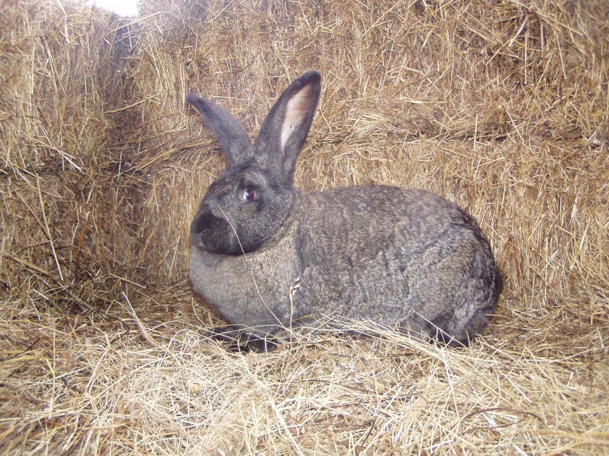 Hungarian giant rabbit2