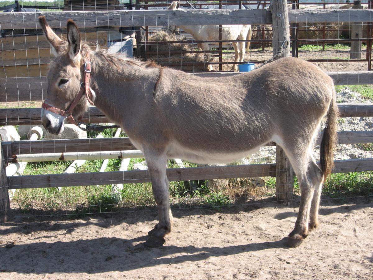 donkey2