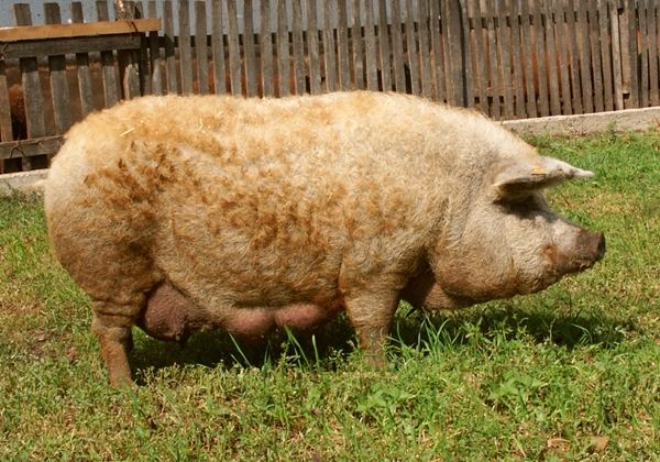 szoke_mangalica_koca