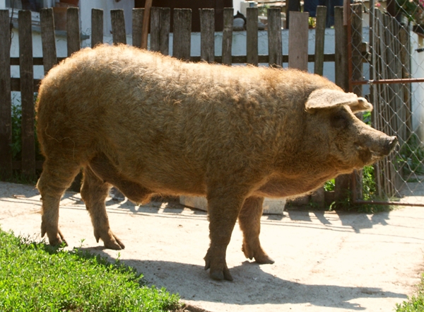 szoke_mangalica_kan