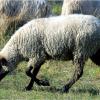 Hungarian Cigaja Sheep 