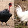 Transylvanian Naked Neck Chicken Breeds: black on the left side and white on the right side