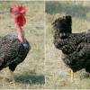 Transylvanian Naked Neck Chicken Breeds, speckled
