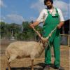 Hungarian Racka Sheep