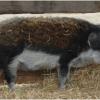 Swallow-bellied mangalica pig