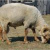 Yellow Headed “Kovásznai” sheep 