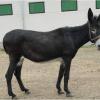 Lujza, Old Hungarian Donkey 