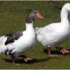 Old Hungarian Goose Breeds: white, grey and spotted colour variants 