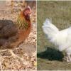 Old Hungarian Chicken Breeds: partridge colour on the left side and white on the right side