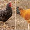 Old Hungarian Chicken Breeds: speckled on the left side and yellow on the right side