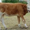 Mirha, Hungarian Simmental Cattle, was born in 2013