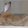 Hungarian Giant Rabbit 