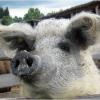 Blond mangalica pig