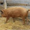 Red mangalica pig